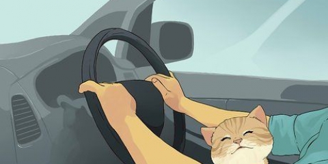 Viajar com um gato