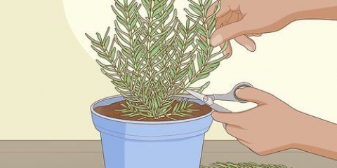 Plantação, cuidado e colheita de alecrim