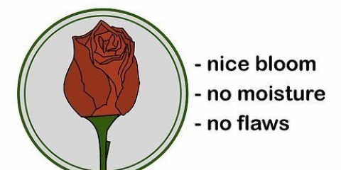 Secagem de rosas