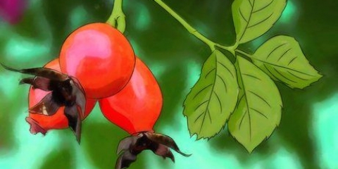 Cultivando rosas a partir de sementes