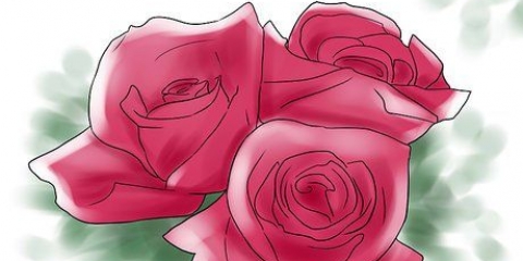 Crescendo rosas