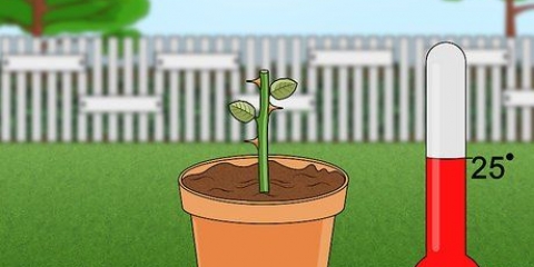 Propagação de rosas