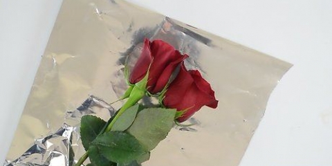 Mantendo as rosas frescas