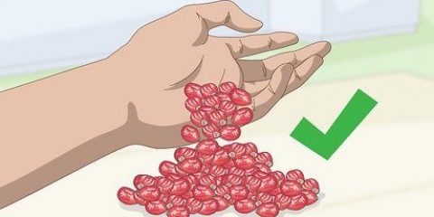 Fazendo óleo de rosa mosqueta