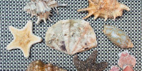 Limpeza e proteção de conchas