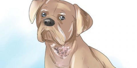 Cura da sarna em cães