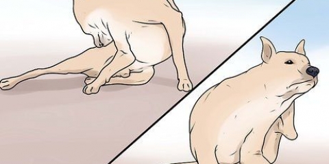 Reconhecendo a sarna em cães