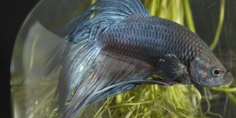Criação de peixes de briga siameses