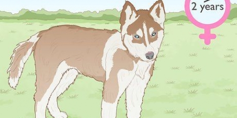 Criação de huskies siberianos