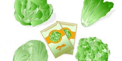 Plantas de alface