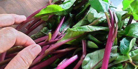 Preparar e cozinhar acelga
