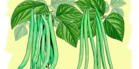 Cultivo de feijão verde