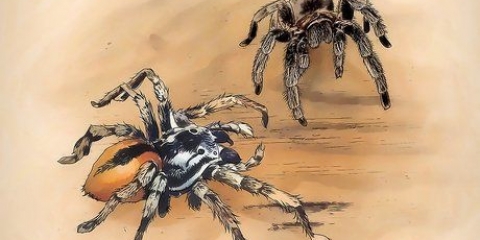 Mantendo aranhas como animais de estimação