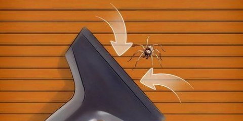 Remova aranhas se você tem fobia de aranha