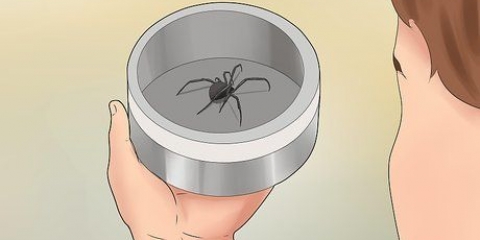 Tratar picadas de aranha