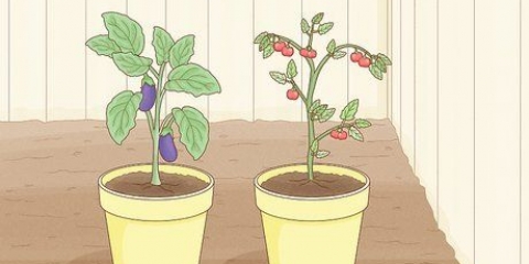 Erradicar ácaros de forma biologicamente responsável