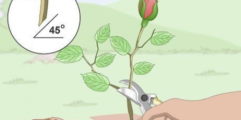 Tirando mudas de rosas