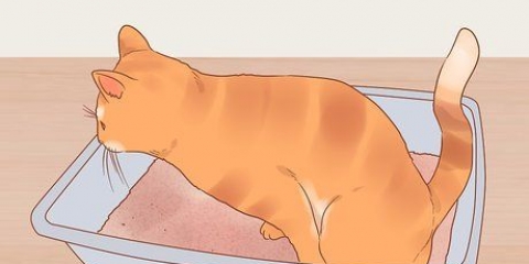 Reduzindo o estresse em gatos
