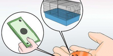 Criação de hamsters sírios