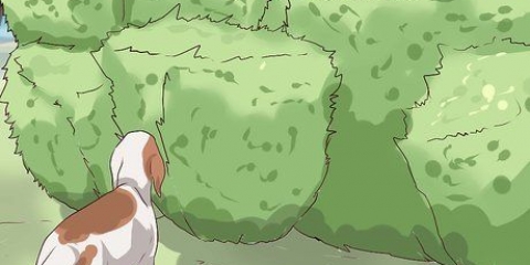 Prevenção de carrapatos em cães
