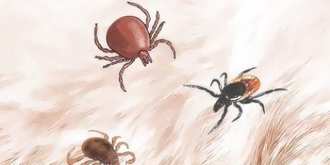 Remova carrapatos em cães