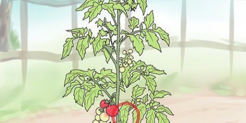 Poda de tomates do pátio