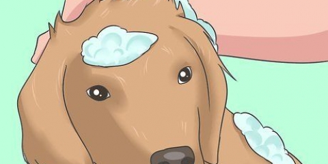 Combatendo uma infestação de pulgas em casa