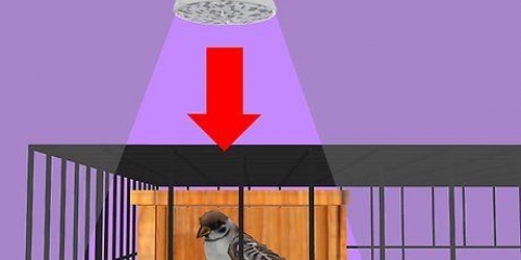 Cuidar de um pássaro doente em casa