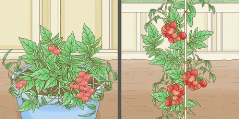 Cultivando tomates dentro de casa