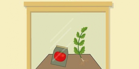 Cultivo de tomates em vasos