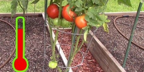 Cultivando tomates em uma estufa