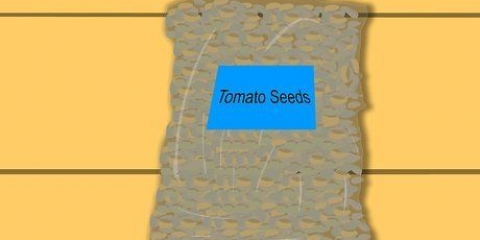 Cultivando tomates a partir de sementes