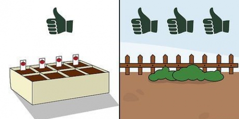 Cultivo de tomates