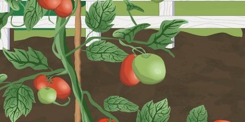 Amarre os tomates