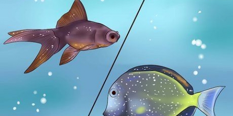 Tratando peixes tropicais com plugue branco