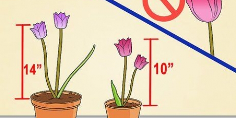 Cultivo de tulipas em vasos