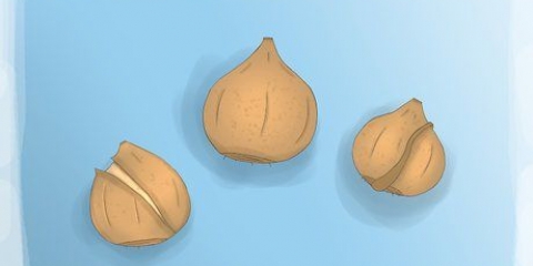 Plantando bulbos de tulipas