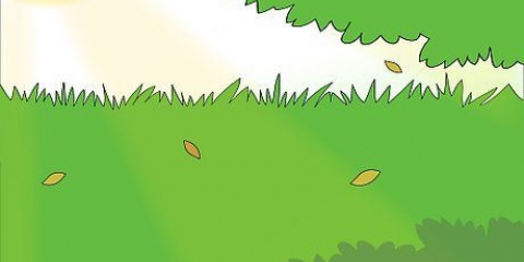 Plantando cebolas