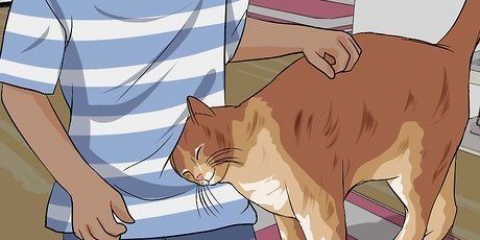 Desembaraçar o pelo do gato