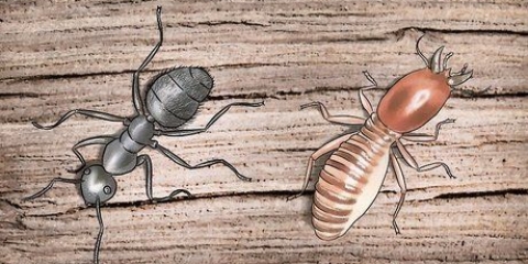 Livre-se das formigas carpinteiras