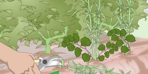Livrar-se do knotweed japonês