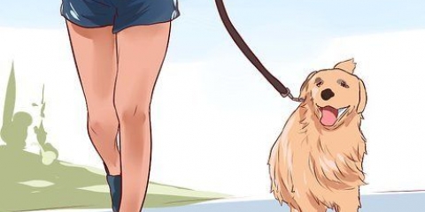 Amando seu cachorro