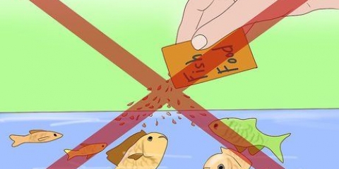 Como se livrar de caracóis em um aquário