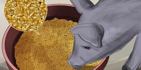 Alimentando porcos