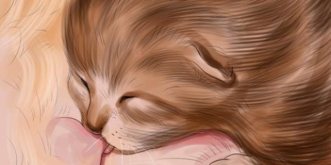Apresentando alimentos sólidos para gatinhos