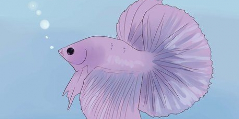 Determinando se o seu peixe betta está doente