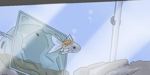 Determinando se seu peixe está morto