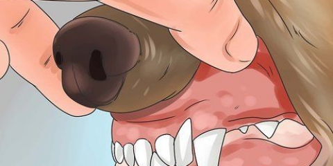 Reconhecendo o envenenamento em cães