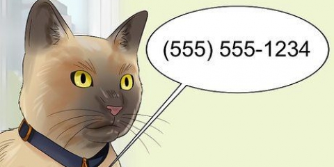 Movendo-se com um gato