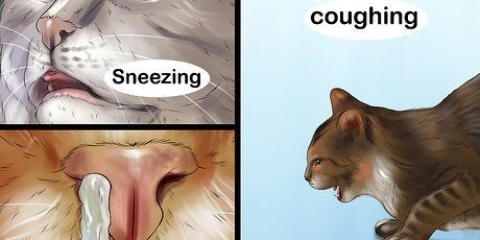 Tratando um resfriado em um gato